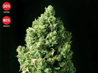 Auto Critical - Exclusive Seeds