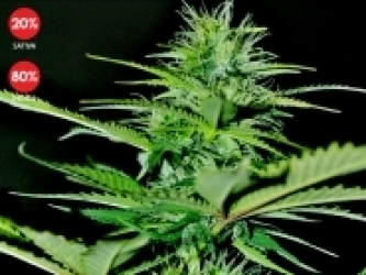 Auto Bilberry - Exclusive Seeds