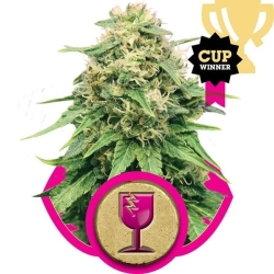 Critical Reg. - Royal Queen Seeds