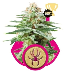 White Widow Reg. - Royal Queen Seeds