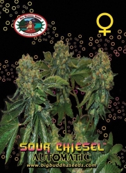 Sour Chiesel Auto - Big Buddha Seeds