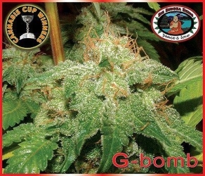 G - Bomb - Big Buddha Seeds