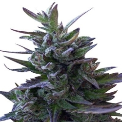 Nepal Mist Reg. - ACE Seeds