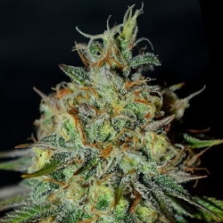 Picante - G13 Labs