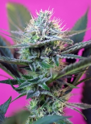 + Speed Auto - Sweet Seeds, Sorte der 3. Generation