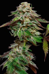 Blue Gem - Paradise Seeds