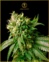 Strong Skunk - Anaconda Seeds