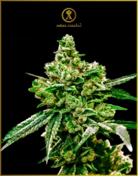 White Widow - Anaconda Seeds