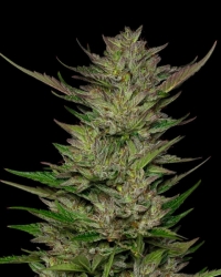 Don Carlos - Humboldt Seeds Company