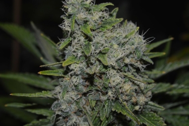 Black Zombie - Lineage Genetics