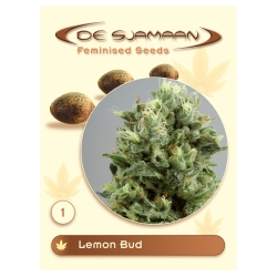 Lemon Bud - De Sjamaan Seeds