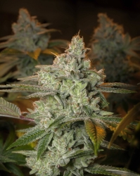 Blueberry Glue (Glueberry) - Expert Seed bank