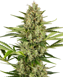 Jack Herer Automatic - Sensi Seeds