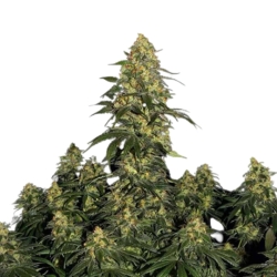 Critical 2.0 - Seeds Genetics