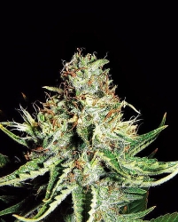 Sweet Cream XXL Auto - Expert Seeds