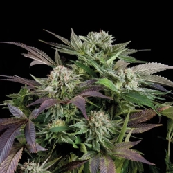 Blueberry Auto - Trikoma Seeds