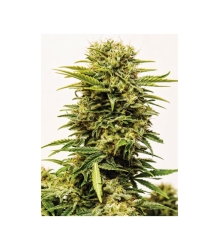 Sheer Mandarin Auto XXL - Sheer Seeds