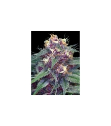 Sheer Purple Auto XXL - Sheer Seeds