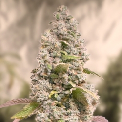 Gorilla Cookies Fast Version - High Speed Buds