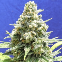 Amnesia Lemon Kush - Original Sensible Seeds