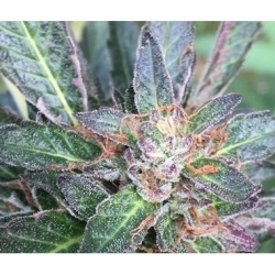 Grandpa Larry Reg. - Grand Daddy Purp Genetics