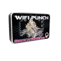 White Fire Punch - Growers Choice