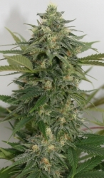 Sweet Ammo - Lineage Genetics