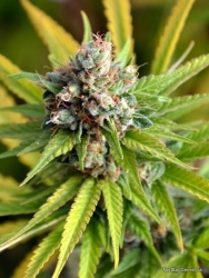 Borgota Breeze Reg. - Norstar Genetics