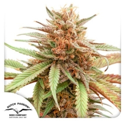 Durban Dew - Dutch Passion