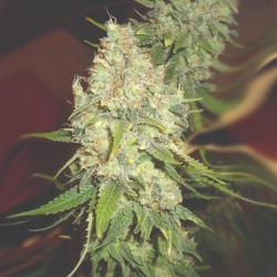 Blackberry OG CBD - Emerald Triangle Seeds