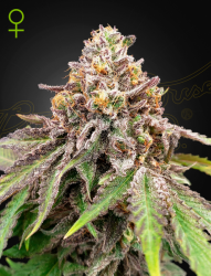 Blue Haze x Gelato #41 Auto - Green House Seeds