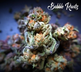 Bubble Runtz - Tastebudz Seeds