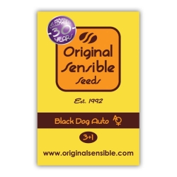 Black Dog Auto - Original Sensible Seeds