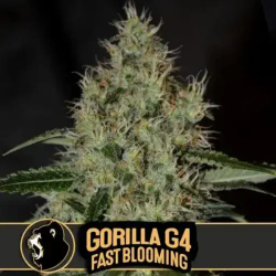 Gorilla Glue G4 FB - BlimBurn Seeds