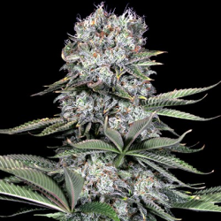 Runtz 13 - G13 Labs