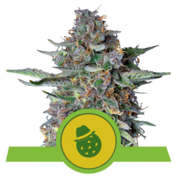 Do-Si-Dos Automatic - Royal Queen Seeds