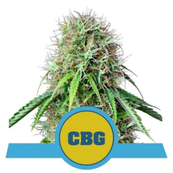 Royal CBG Automatic - Royal Queen Seeds