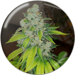 Zkittlez - Medical Seeds