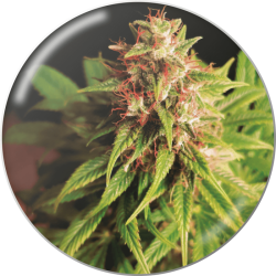 Red Cross CBD - Medical Seeds