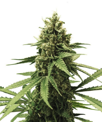 Apple Fritter - Royal Queen Seeds