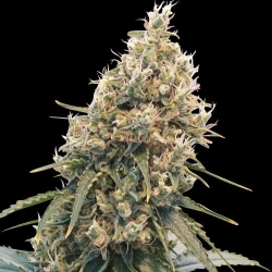 CBD Spliff Berry - Spliff Seeds