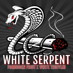 White Serpent - ELEV8 Seeds