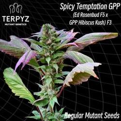 Spicy Temptation GPP Reg. - TerpyZ Mutant Genetics