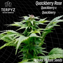 Quackberry Rose Reg. - TerpyZ Mutant Genetics