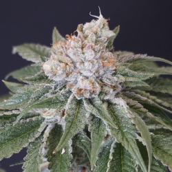 Kushi Melon - Karma Genetics