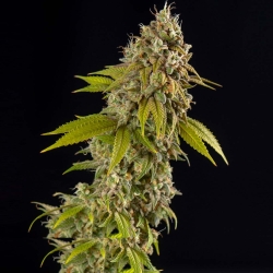 Girl Scout Cookies Auto - Spliff Seeds