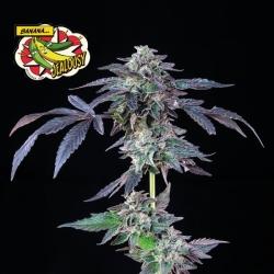 Banana Jealousy - Seedsman