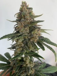 Medtonic CBD - Resin Seeds