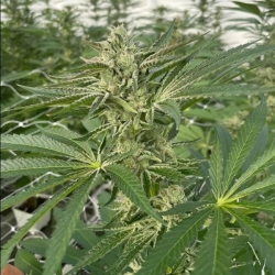 Lucky Lucy CBD - Trilogene Seeds