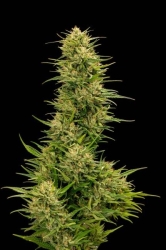 The Don CBD - Trilogene Seeds